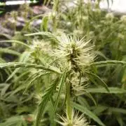 NEW Lemon Cherry Sundae RDWC