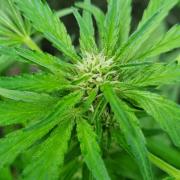 OUTDOOR Apricot Automatic FastBuds