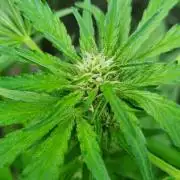 OUTDOOR Apricot Automatic FastBuds