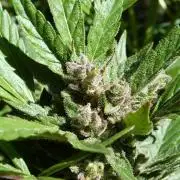 3in1 Outdoor Lemon Cherry Cookies Auto