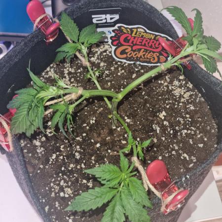 Lemon Cherry Cookies Automatic's