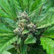 3in1 Outdoor Lemon Cherry Cookies Auto