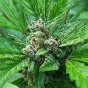 3in1 Outdoor Lemon Cherry Cookies Auto