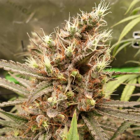 Mendo Guava Automatic