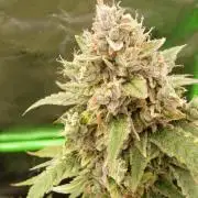 Banana Guava