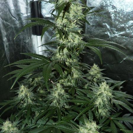 !FastBuds FBA unpublished TESTER GROW!