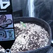 Cindarella AUTO GROWREPORT