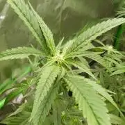 GoodGenetix Permanent-G Automatic