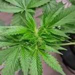 Strawberry Guava RDWC Grow