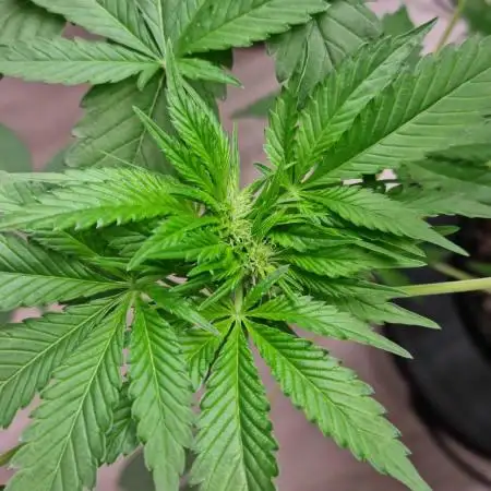 Strawberry Guava RDWC Grow