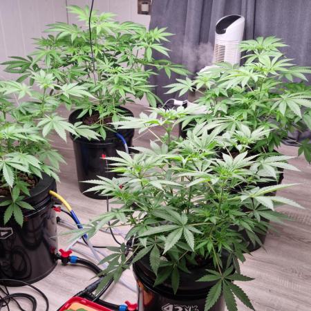 Strawberry Guava RDWC Grow