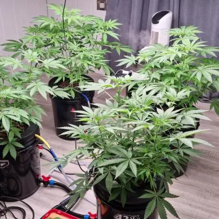 Strawberry Guava RDWC Grow