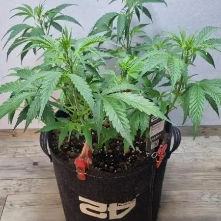Banana Guava