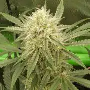 Mendo Guava Automatic