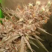 Mendo Guava Automatic