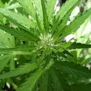 OUTDOOR Apricot Automatic FastBuds