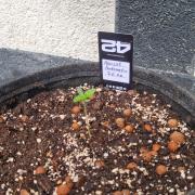 OUTDOOR Apricot Automatic FastBuds