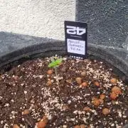 OUTDOOR Apricot Automatic FastBuds
