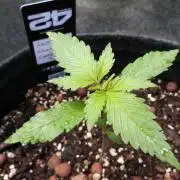 Outdoor Lemon Cherry Cookies Automatic