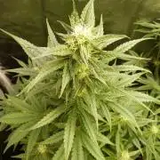 !FastBuds FBA unpublished TESTER GROW!