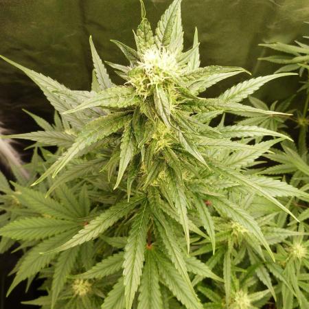 !FastBuds FBA unpublished TESTER GROW!