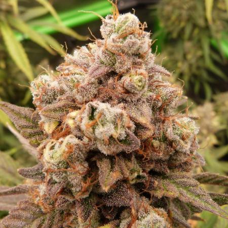 Mendo Frost Automatic