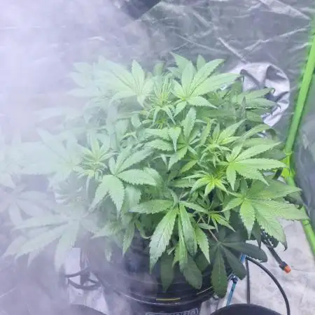 42FastBuds Strawberry Gorilla Auto