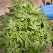 NEW Lemon Cherry Sundae RDWC