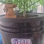 Strawberry Gorilla Automatic's
