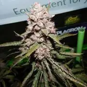 GoodGenetix G-Donutz Automatic