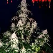 !FastBuds FBA unpublished TESTER GROW!