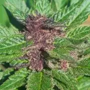 Strawberry Gorilla RF3 AUTOMATIC