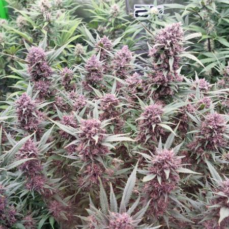 Strawberry Gorilla Automatic's