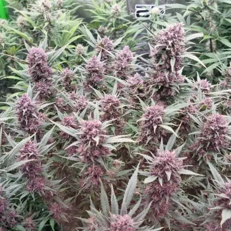 Strawberry Gorilla Automatic's