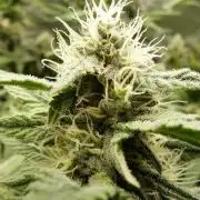 Mendo Frost Automatic