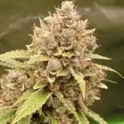 Banana Guava