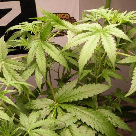 NEW Mango Cherry Runtz Automatic RDWC