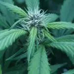 Strawberry Gorilla Automatic's