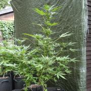 3in1 Outdoor Lemon Cherry Cookies Auto