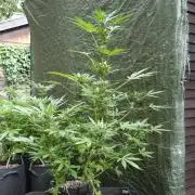 3in1 Outdoor Lemon Cherry Cookies Auto