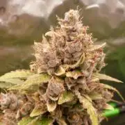 Banana Guava