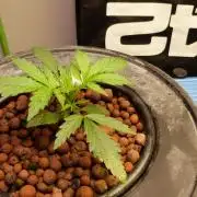 NEW Lemon Cherry Sundae RDWC
