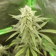 Banana Guava