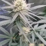 NEW Lemon Cherry Sundae RDWC