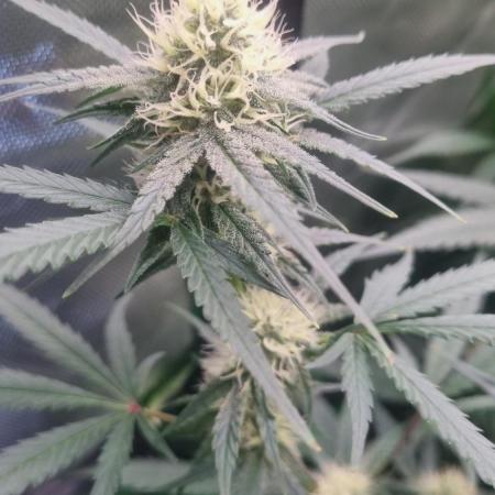 NEW Lemon Cherry Sundae RDWC