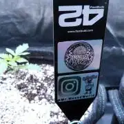 Amnesia Haze Automatic GROWREPORT