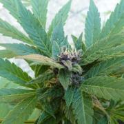 3in1 Outdoor Lemon Cherry Cookies Auto