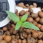 NEW Lemon Cherry Sundae RDWC