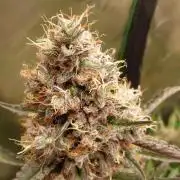 Guava Sundae Automatic