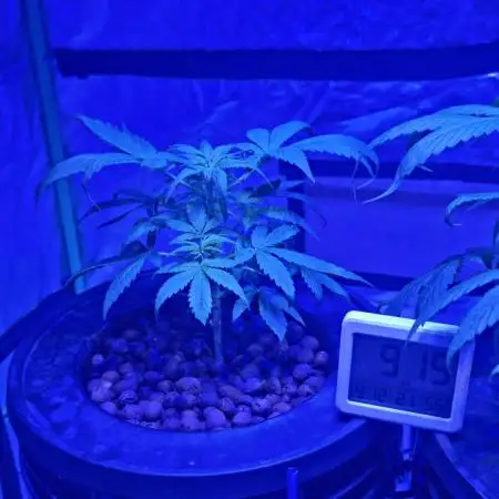 42FastBuds Strawberry Gorilla Auto